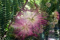 Silk Tree (Mimosa)